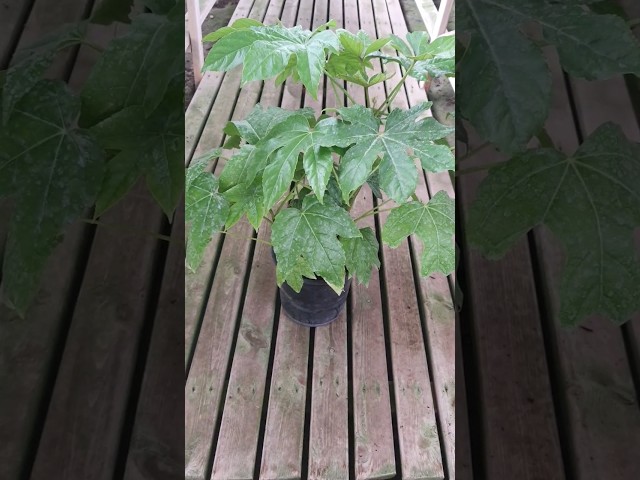 Vídeo relacionado con Leaf Planta Artificial Japonesa de aralia de Hoja de 60 cm, Maceta de plástico Negra