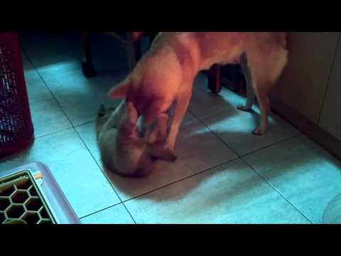 hikki 大戰 號號 - 母子對決(原發表者:sback)(影片)