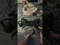 Catahoula Leopard Dog dogs for sale: Gypsie 2026 Male 2 - Video 1