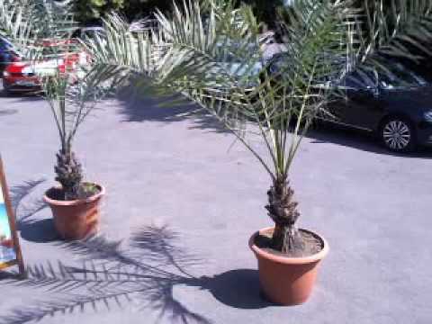 Ciprian Gabriel Live Stream