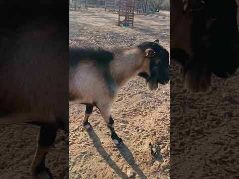 15 anos de vida essa alpino é raro nessa idade encontrei na Paraíba Alcantil