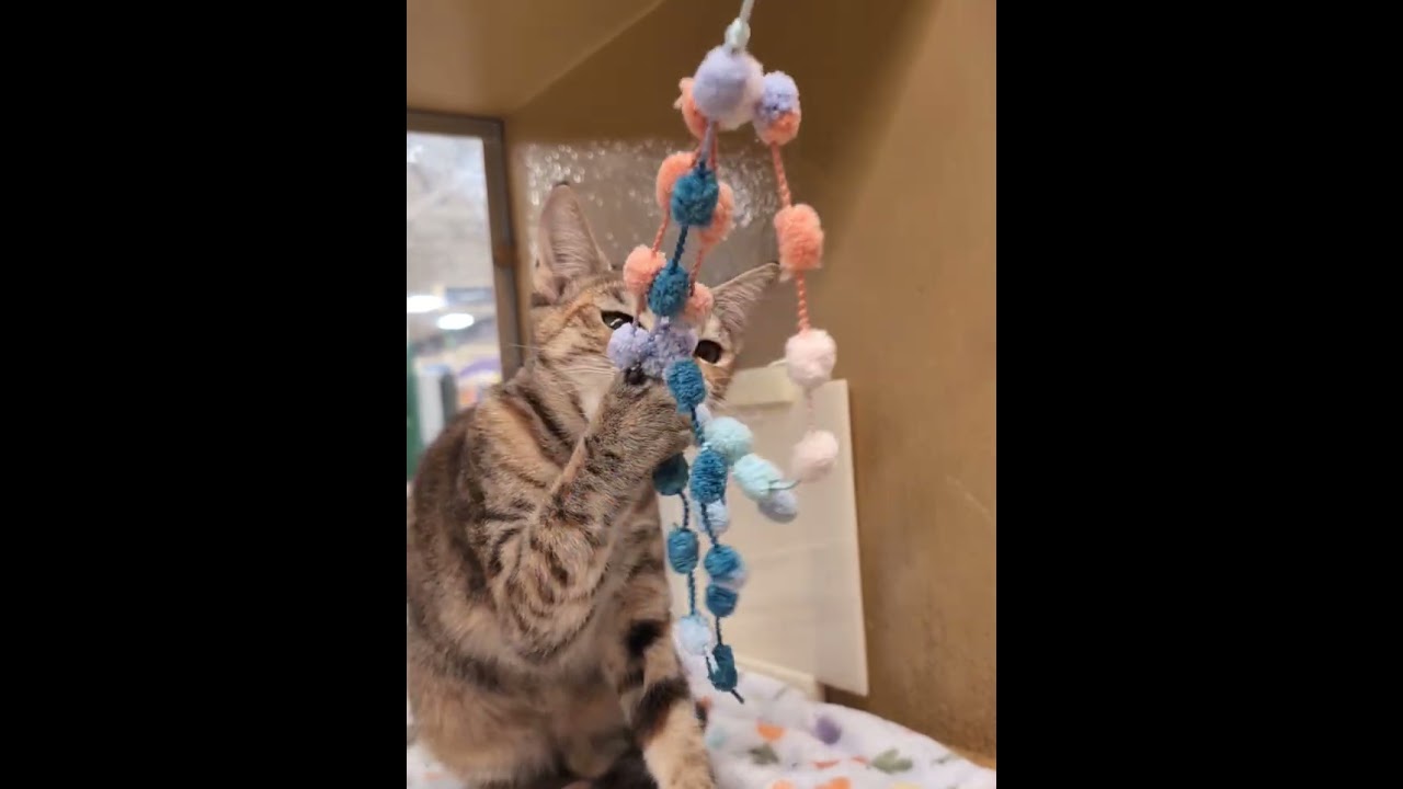 Enlarge Skittles, an adopted Domestic Short Hair in Pearland, TX video 2/6