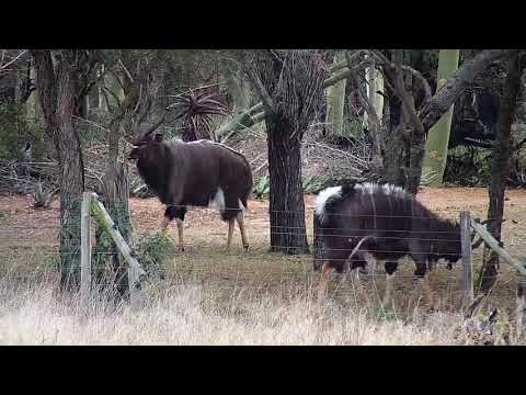 Djuma: Nyala bulls - 09:07 - 09/02/20