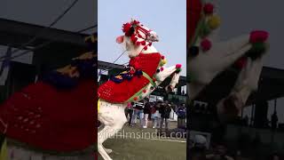 Horse 🐎 Dance viral YouTube #trending #animals #horse #youtubeshort #cute