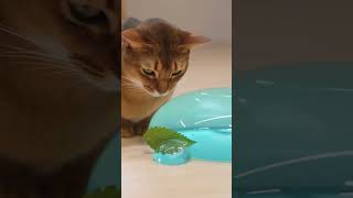 スライムのえさやりを観察する猫(sora2生成動画)
