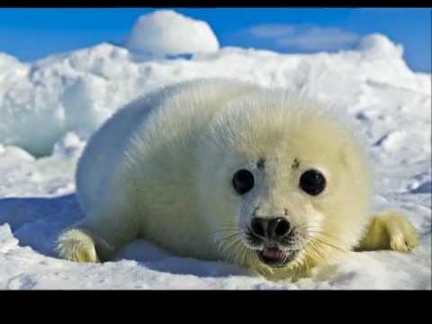 The Seal Lullaby - Eric Whitacre & The Eric Whitacre Singers