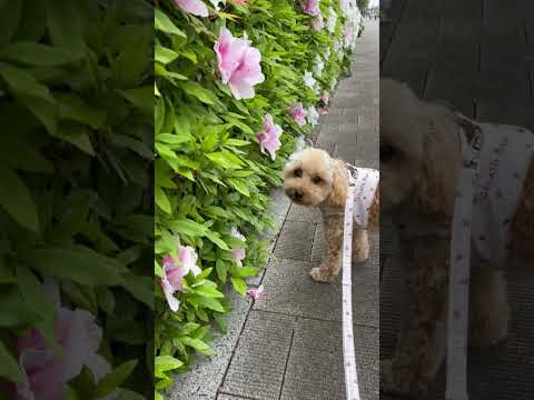 経営学科 ツツジの匂いを嗅ぐトイプードル9ヶ月 #toypoodle #トイプードル