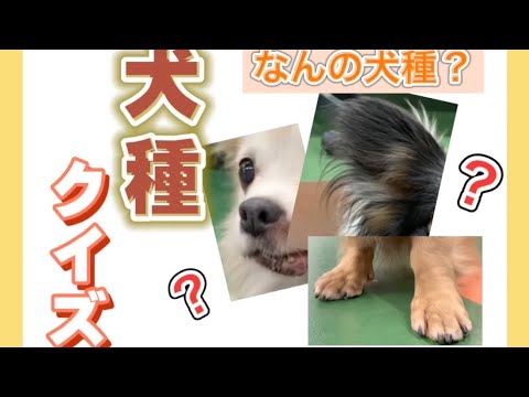 Kleiner, beige-brauner Hund läuft an der Leine.