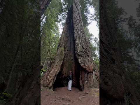 SOLO TRIP TO THE REDWOODS #solotravel #redwoodforest #soloroadtrip