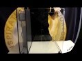 Aqua One How To: Installing the Aqua Nano aquarium pump