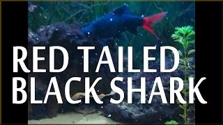 Red Tailed Black Shark