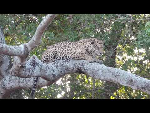 ONÇA PINTADA PEGANDO JACARÉ!!