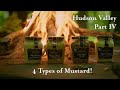 Mustard Expert Describes 4 Different Types Of Mustard From Maille
