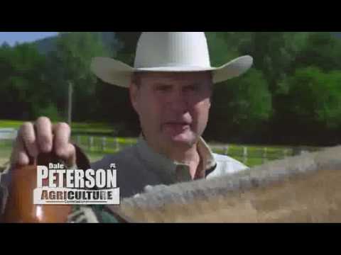 YTP: Dale Peterson thinks you're a dummy