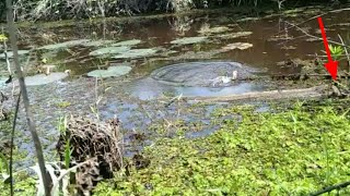 Download lagu REKOR TERBARU || 2 KAIL|| MANCING IKAN BETOK/PAPUYU || DOBEL STRAIKE😱IKAN PREDATOR mp3