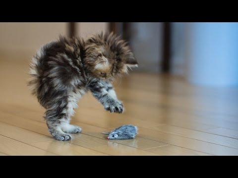 Cats afraid of birds and mice - Funny cat compilation