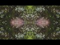 Focus ALPHA Waves Nature Meditation 101 Hz Frequency
