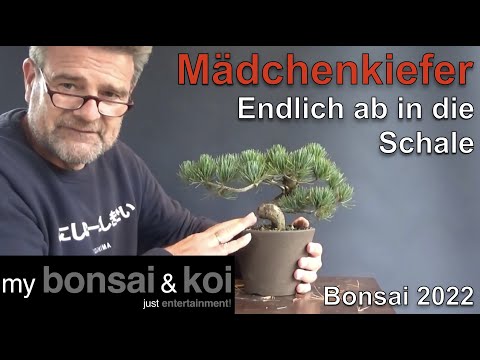 Bonsai 2022-52 - Mädchenkiefer - Pinus parviflora - Endlich ab in die Schale!