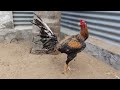 Pandem Kodi Assel Aseelmurga Birds Roosterfarm