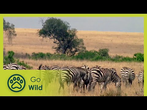 Animal Business - Animals Like Us 7/11 - Go Wild