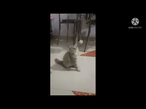 Introducing Lucy 'The Cat' | Eshan Jogdand |