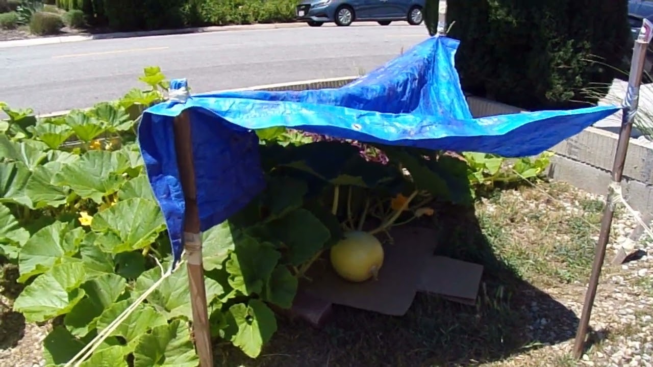 One Pumpkin Started for 2023