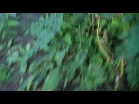 Erich's Tree House being built-our garden and yard at LH. 8-2009