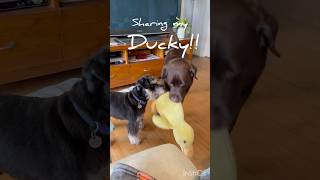 もちのアヒル #いぬ #ラブラドール #ミニチュアシュナウザー #いぬとの暮らし #犬動画 #dog #labrador #minischnauzer #dogshorts #fypage