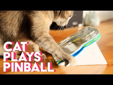 Cat plays pinball