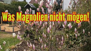 Was Magnolien nicht mögen - Diese PFLEGEFEHLER bei Magnolia UNBEDINGT vermeiden