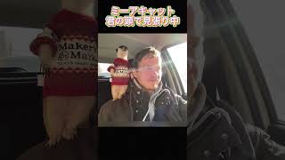 ミーアキャット、君の頭で見張り中#ミーアキャット #かわいい動物 #癒し動画 #動物あるある #見張り隊 #猫と犬とミーアキャット #小さな戦士 #ゆるふわ生態#癒し