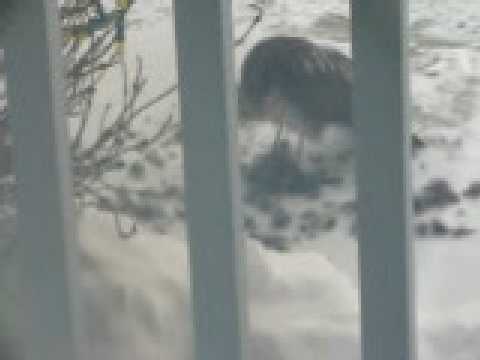 It's A Bird Eat Bird World!