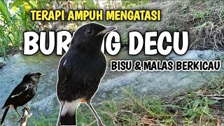 Download lagu Terapi Burung DECU yang BISU Stres macet bunyi | Suara Pancingan DECU Supaya Cepat Nyiul GACOR mp3 Download lagu Terapi Burung DECU yang BISU Stres macet bunyi | Suara Pancingan DECU Supaya Cepat Nyiul GACOR mp3