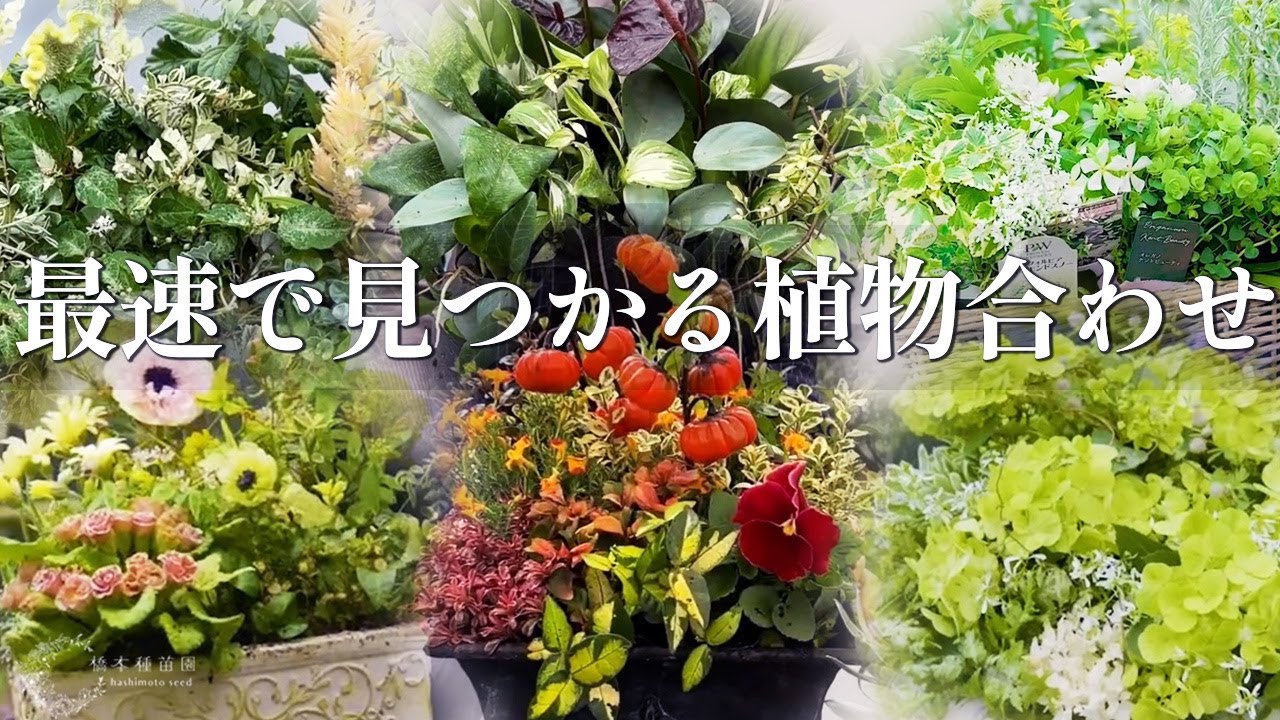 【つい真似したくなる♪】季節を跨いだ寄せ植え【７選！】