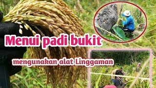 Download lagu mongomot parai tidong mp3 Download lagu mongomot parai tidong mp3