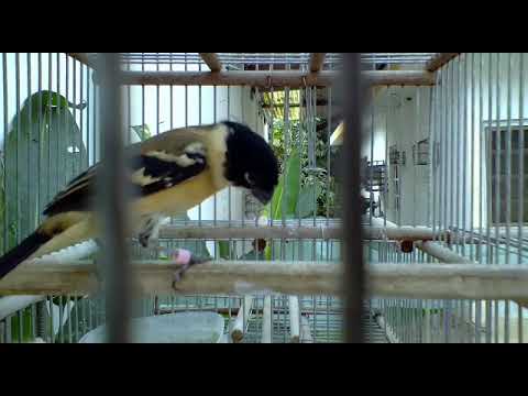 Sporophilia tarqueola (dominico , arrocero de coyar )