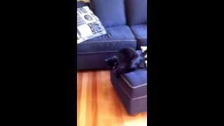 Our pet rat Cookie chasing my cat Sophie and pulling her tail. Hilarious!! Sophie gets mad!!  LOL