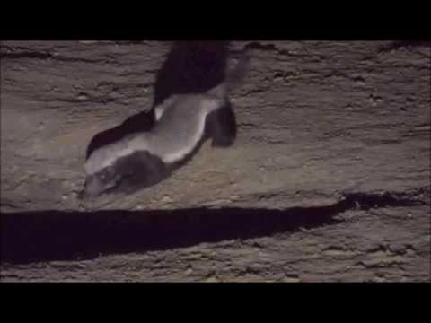 Djuma Game Reserve : Honey Badger at the Pan  June 23, 2016