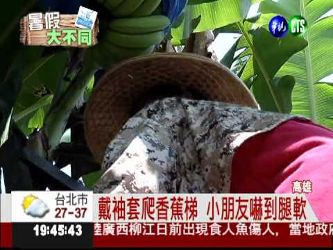 夏令營學種香蕉 小蕉農揮汗體驗