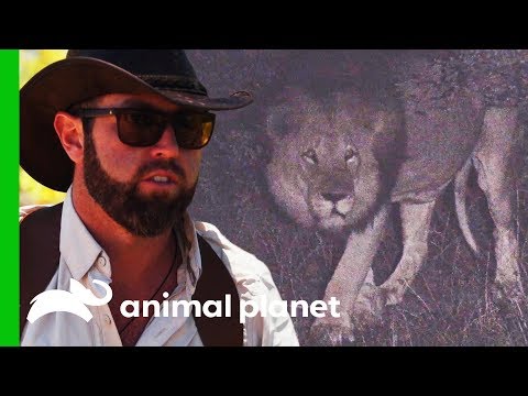This Huge Lion May Be Related To The Extinct Cape Lion | Extinct Or Alive?