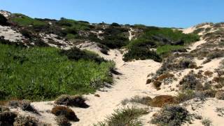preview picture of video 'Tempo de férias, dunas e mar... - Guincho (Cascais), 29/07/2012'