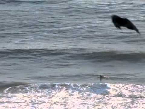 VIDEO REPORT PELUA 13 /02 /2011 hora 6:30am.MOV