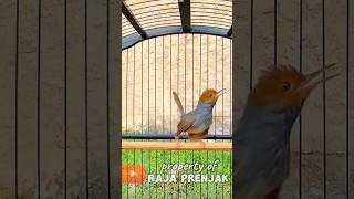 Download lagu pancingan prenjak gacor istimewah #prenjak #prenjakgacor #pikatburung mp3