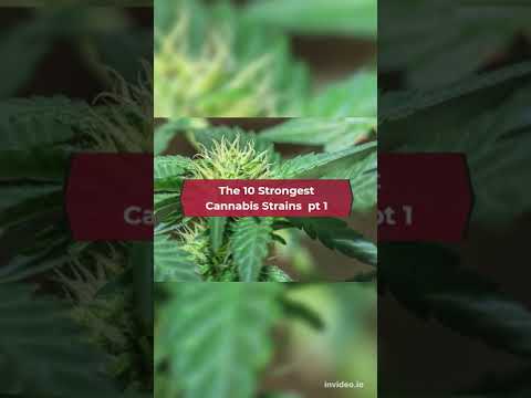 The 10 Strongest Cannabis Strains🤯#Shorts