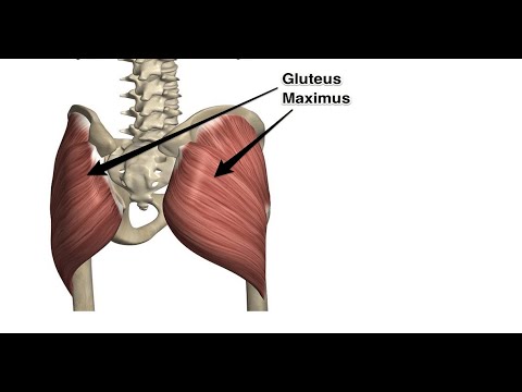 Two Minutes of Anatomy: Gluteus Maximus