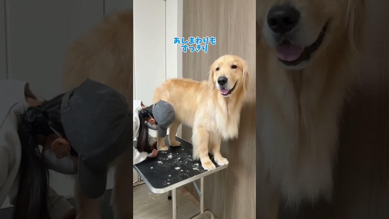 一緒にご褒美 #ゴールデンレトリバー #大型犬