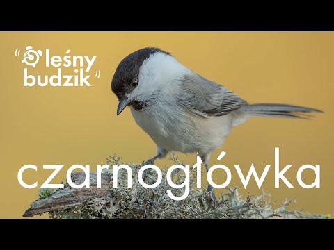 Leśny budzik -  Czarnogłówka