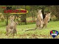 Be The Creature The Land Of The Kangaroos Akili Kids