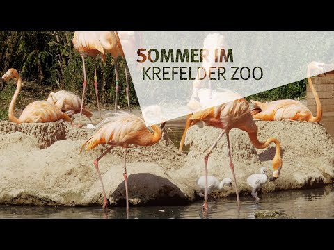 Sommer im Krefelder Zoo