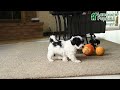 Yorkiepoo dogs for sale: Sally - Video 1
